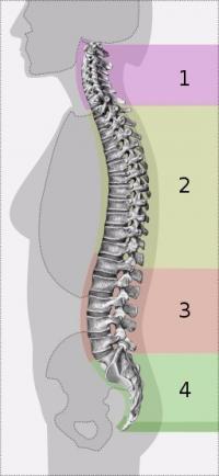 1: colonne cervicale 2: colonne thoracique  3: colonne lombaire  4: sacrum  